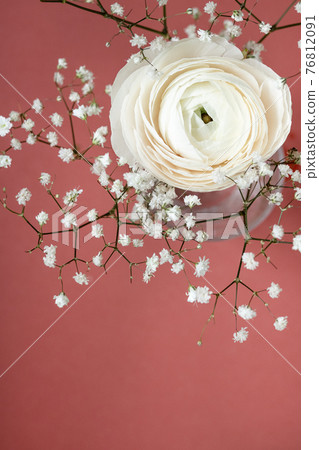 White ranunculus in vase against red brown background, beautiful spring flower, vintage card, copy space for text White ranunculus in vase against red brown background, beautiful spring flower, vintage card, copy space for text 76812091