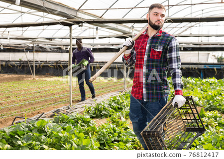 Workers take care of plants in the greenhouse 76812417