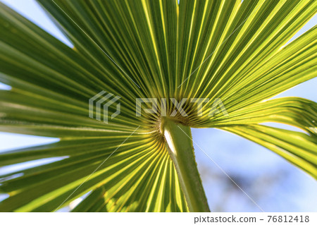 Schleaf leaves 76812418