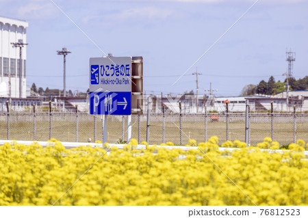 Hikoki no Oka, rape blossoms in full bloom Hikoki no Oka, rape blossoms in full bloom 76812523