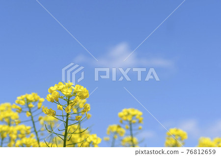 Hikoki no Oka rape blossoms and blue sky Hikoki no Oka rape blossoms and blue sky 76812659