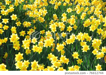 Daffodils in full bloom Daffodils in full bloom 76812744
