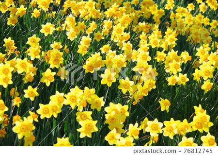 Daffodils in full bloom Daffodils in full bloom 76812745