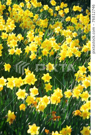 水仙花盛開 水仙花盛開 76812746