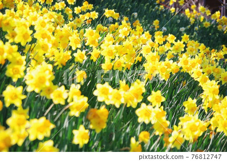 Daffodils in full bloom Daffodils in full bloom 76812747