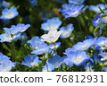 白色Nemophila 76812931
