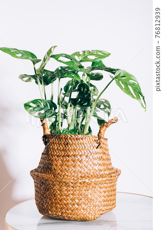 Monstera Monkey Mask 76812939
