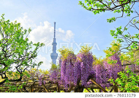Wisteria (Kameido Tenjin Shrine) Wisteria (Kameido Tenjin Shrine) 76813179