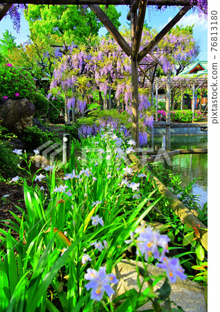 Wisteria (Kameido Tenjin Shrine) 76813180