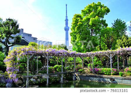 Wisteria (Kameido Tenjin Shrine) 76813181