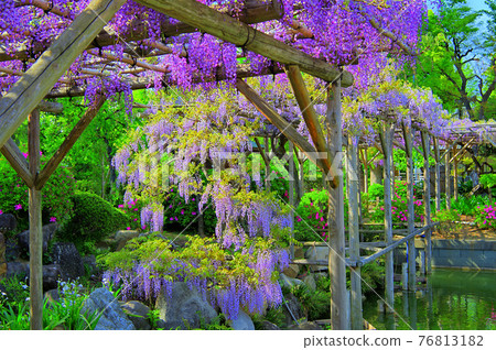 Wisteria (Kameido Tenjin Shrine) 76813182