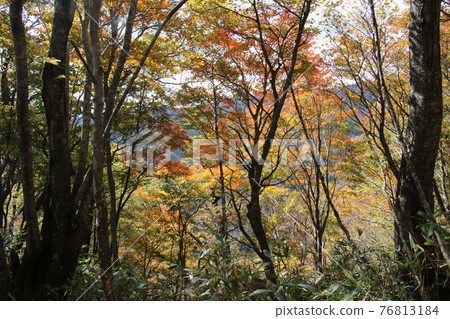 Enjoy the autumnal trees from the mountain trail on the Hyonoyama / Tendaki line route to the summit of Mt. Hyono Enjoy the autumnal trees from the mountain trail on the Hyonoyama / Tendaki line route to the summit of Mt. Hyono 76813184