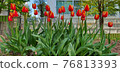 鬱金香 76813393