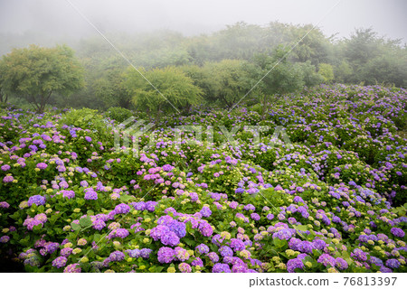 (埼玉縣)盛開的繡球花,裝飾山面的美之山公園 (埼玉縣)盛開的繡球花,裝飾山面的美之山公園 76813397