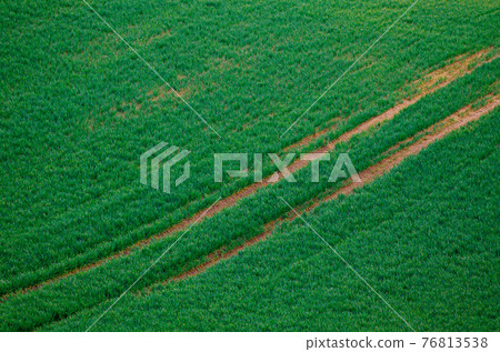 Green grass field background Green grass field background 76813538