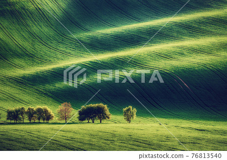 Green grass field background Green grass field background 76813540