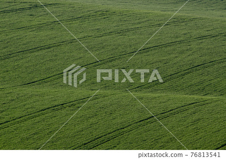 Green grass field background Green grass field background 76813541