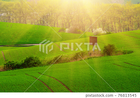 Rural spring landscape 76813545