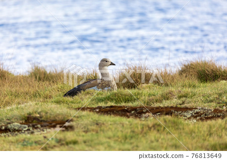 Blue-winged Goose , Bale Mountain, Ethiopia wildlife 76813649