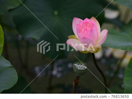 Flower lotus 76813650