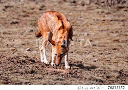 hunting ethiopian wolf, Canis simensis, Ethiopia 76813652