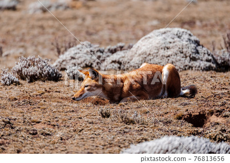 hunting ethiopian wolf, Canis simensis, Ethiopia 76813656