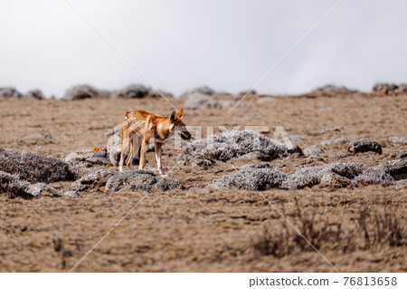 hunting ethiopian wolf, Canis simensis, Ethiopia hunting ethiopian wolf, Canis simensis, Ethiopia 76813658