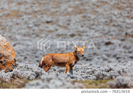 hunting ethiopian wolf, Canis simensis, Ethiopia 76813659