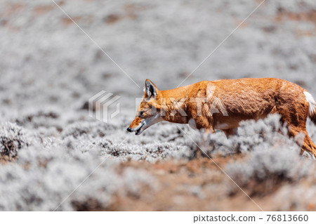 hunting ethiopian wolf, Canis simensis, Ethiopia 76813660