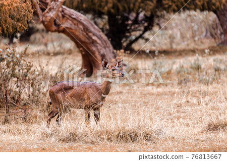 Mountain nyala, Ethiopia, Africa wildlife 76813667