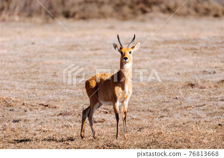 antelope Bohor reedbuck, Bale mountain, Ethiopia 76813668