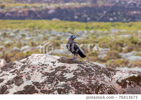 bird Thick-billed raven, Ethiopia wildlife 76813673