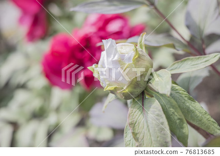 Peony bud 2021 76813685