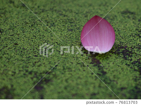 花蓮 花蓮 76813703