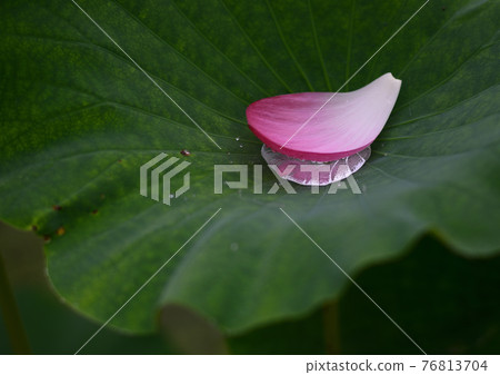 花蓮 花蓮 76813704