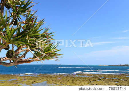 亞當樹和退潮海 76813744