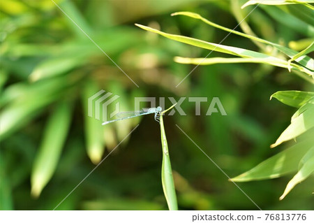 Damselfly with leaves 76813776