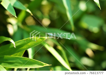 A dragonfly perching on a leaf 76813777