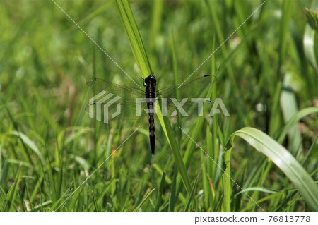 Dragonfly that stops on the leaf Dragonfly that stops on the leaf 76813778