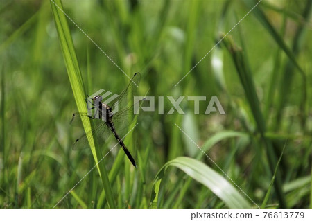 Dragonfly that stops on the leaf 76813779