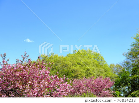 Yaezakura and fresh green and blue sky Yaezakura and fresh green and blue sky 76814238
