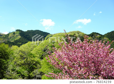 Yaezakura and fresh green and blue sky Yaezakura and fresh green and blue sky 76814239