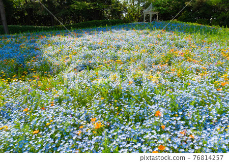Wildflower Garden Bluebonett, Nemophila in full bloom <Nagoya City, Aichi Prefecture> Wildflower Garden Bluebonett, Nemophila in full bloom <Nagoya City, Aichi Prefecture> 76814257