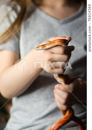 Exotic Pet Corn Snake Exotic Pet Corn Snake 76814569