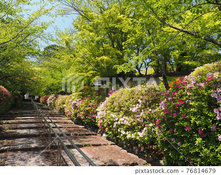 Higashiyama, Kyoto, Hirado Tsutsuji of Munetada Shrine 76814679