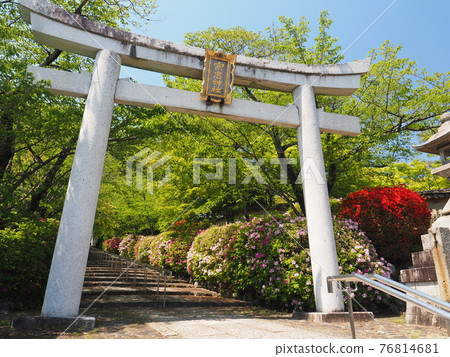 Higashiyama, Kyoto, Hirado Tsutsuji of Munetada Shrine 76814681
