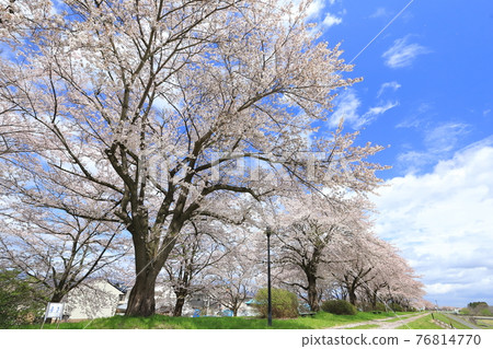 Hanamaki Cherry blossom trees on the British coast 2021 Hanamaki Cherry blossom trees on the British coast 2021 76814770