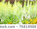 Flower field of leaf peony and pansy 76814988
