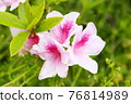 Azalea 76814989