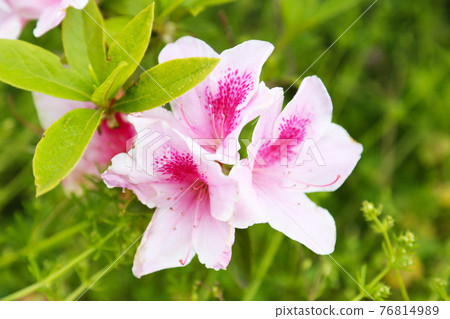 Azalea 76814989
